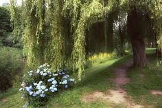 blue flowers are blooming in the grass near a path that leads to a river