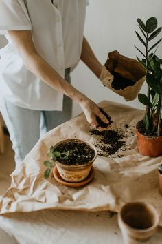 Person Holding Soil ¡¤ Free Stock Photo, #Soil, #Holding, #Stock, #Photo, #Person Growing Ginger, Gardening Trends, Zz Plant, Coffee Benefits, House Plant Care, Potting Soil