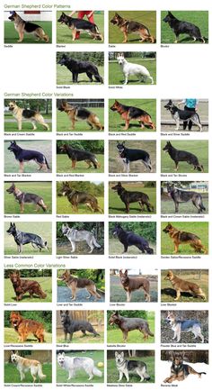 an image of dogs that are in the field with names and pictures for each dog