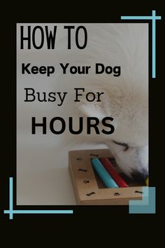 a white dog chewing on toys with the words how to keep your dog busy for hours