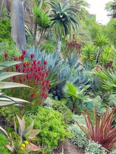 many different types of plants and trees in a garden