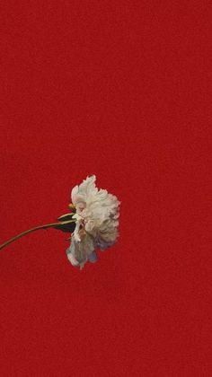 a single white flower on a red background