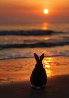 a small rabbit sitting on top of a beach next to the ocean under a sunset