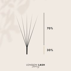 Brow Lash, Healthy Beauty, Reed Diffuser, Lashes