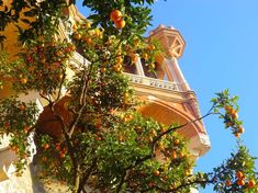 an orange tree in front of a building with a clock on it's side