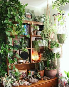 an instagram page with plants and other things on the shelf in front of it