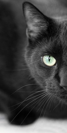 a black cat with green eyes laying down