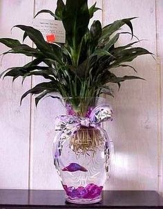 a plant in a glass vase on a shelf