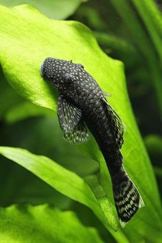 a black and white fish sitting on top of a green leaf