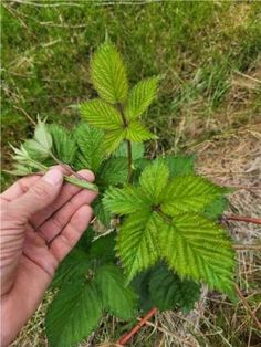 a hand is holding a green leaf in the grass