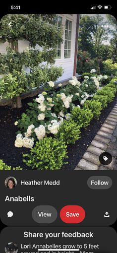 an iphone screenshot of a garden with white flowers