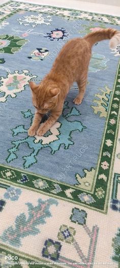 an orange cat standing on top of a blue rug