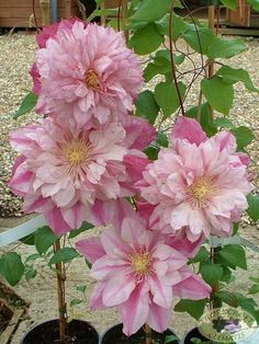 pink flowers are growing in small pots on the ground