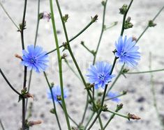 some blue flowers are growing in the sand