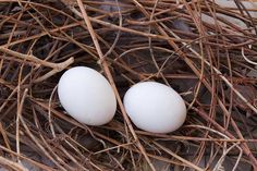 two white eggs sitting in the middle of a nest