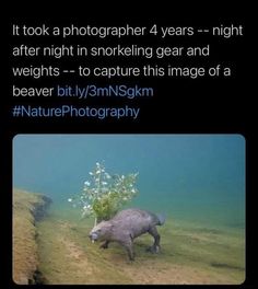 an animal that is standing in the water next to some plants and grass with words above it