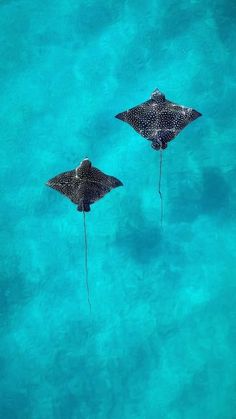 two stingfishs are swimming in the blue water