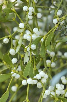 white flowers and green leaves are growing on the branches of an olive tree royalty images