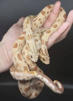 a hand holding a large brown and white snake