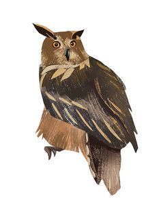 an owl sitting on top of a tree branch with its eyes wide open and brown feathers