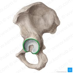 Femoral Nerve, Greater Trochanter, Thoracic Vertebrae, Hip Fracture, Piriformis Muscle