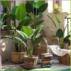 some plants are in wicker baskets on the ground near books and other items that have been placed next to each other