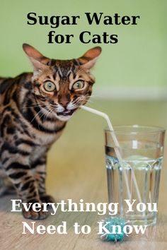 a cat drinking water from a glass with the caption saying, sugar water for cats everything you need to know