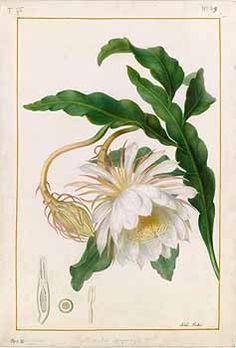 a white flower with green leaves on it's head is shown in this antique print