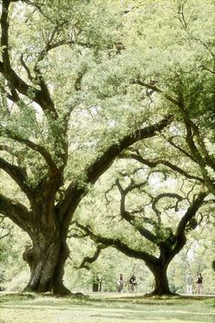 people are standing under large trees in the park