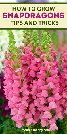 pink flowers with text overlay how to grow snapdragons tips and tricks