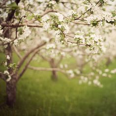 an apple tree with white flowers in the foreground and green grass in the background