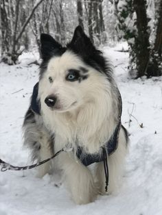 a black and white dog with blue eyes is walking in the snow wearing a harness