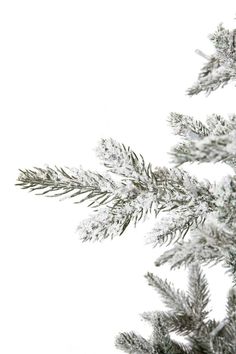 the branches of a pine tree are covered in snow and frosty flakes on a white background