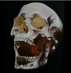 a painting of a human skull with different parts in it's face and jaw