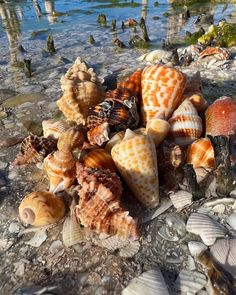 many sea shells are laying on the beach