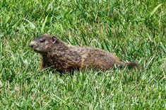 an animal that is sitting in the grass