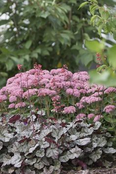 some pink and white flowers are growing in the dirt near green plants with purple leaves