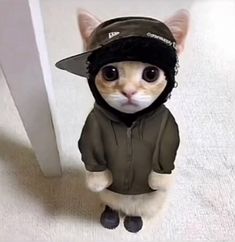 a small cat wearing a hat and jacket