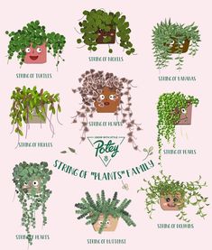 various types of plants that are growing on the side of a pink wall, with words describing