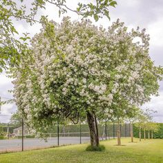 a tree with white flowers in the middle of a park