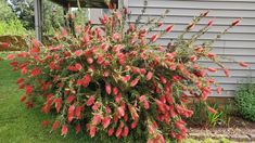 a bush with red flowers in front of a house