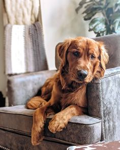 a brown dog laying on top of a gray couch