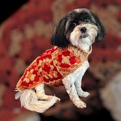 a black and white dog wearing a sweater