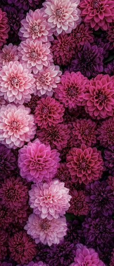 many pink and purple flowers are arranged together