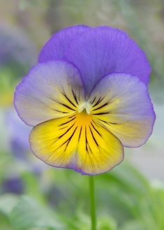 a purple and yellow flower with green leaves