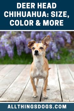 a small dog standing on top of a wooden deck next to purple flowers with the words deer head chihuahua size, color & more