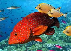 a group of fish swimming over a coral reef