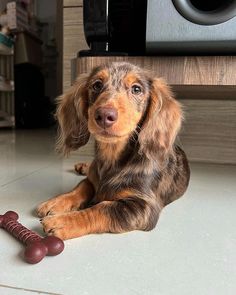 a brown and black dog laying on the floor next to a red bone toy in front of a speaker