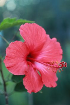 a pink flower with green leaves in the background