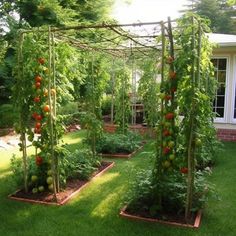 the garden is full of tomatoes and other vegetables